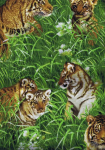 Tigers in Meadow